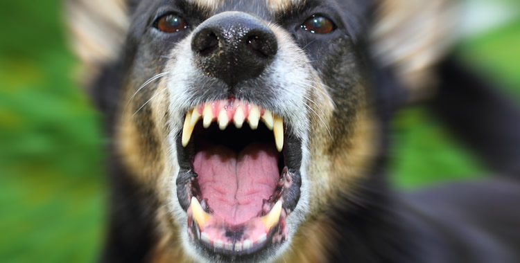 abogados de accidentes de Mordedura Perro en bakersfield